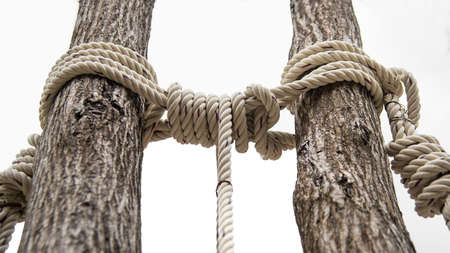 Heavy rope to tie the two trees together.の写真素材