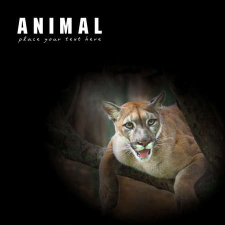 Mountain lion; puma prey on the staring twigs of the forest.