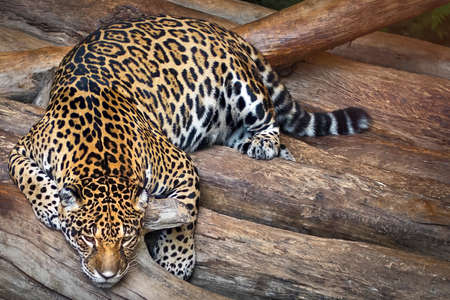 Indochinese Leopard, Pregnant mother tiger lying relax.の写真素材