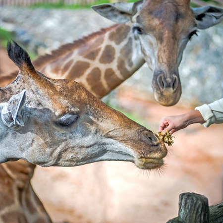 Visitors to the zoo feeding giraffes.の写真素材