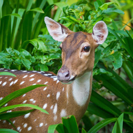 Close-up Sika Deerの写真素材
