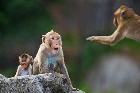 The male monkey mother monkey raiding.の写真素材