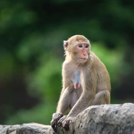 Monkey mother sitting on a rock with the loneliness.