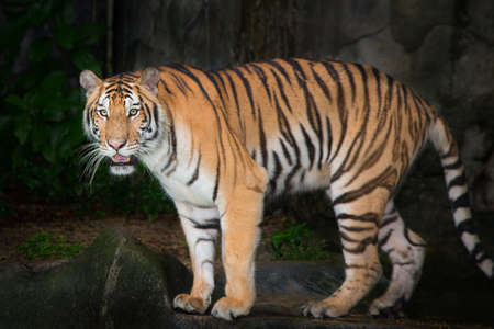 Sumatran Tiger staring victim on a rainy day.の写真素材