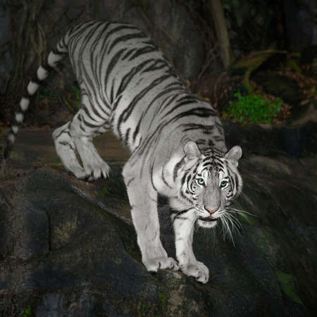 Sumatran white Tiger staring victim on a rainy day.の写真素材