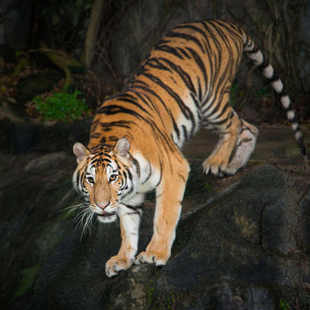 Sumatran Tiger staring victim on a rainy day.の写真素材