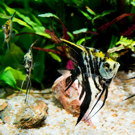 Marble angel fishの写真素材