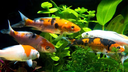 Koi fish swimming in the fishbowlの写真素材