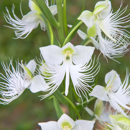 Ground orchid, Pectelis susannae, white and yellow orchidの写真素材
