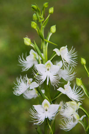 Ground orchid, Pectelis susannae, white and yellow orchidの写真素材