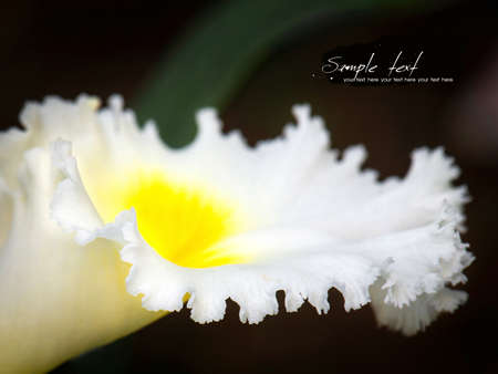 Extreme close-up of white orchid.の写真素材