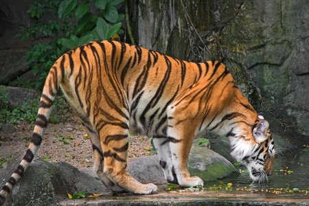 Bengal Tigers Stoops to drinking waterの写真素材