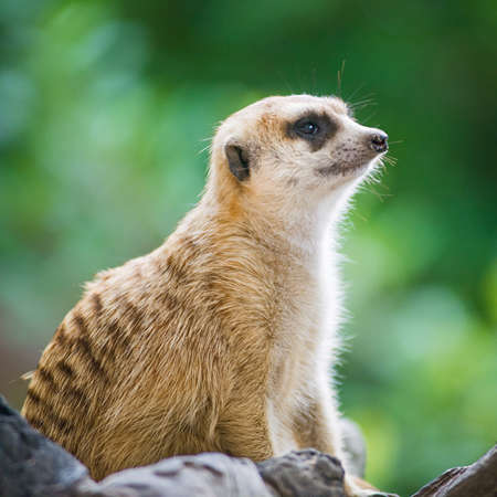 Meerkatst in with blur backgroundの写真素材