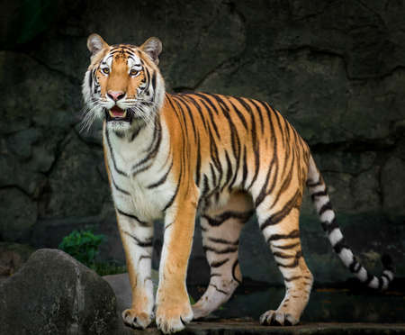 Tigerの写真素材