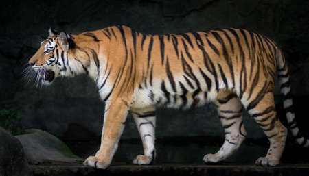 Sumatran Tiger Roaringの写真素材