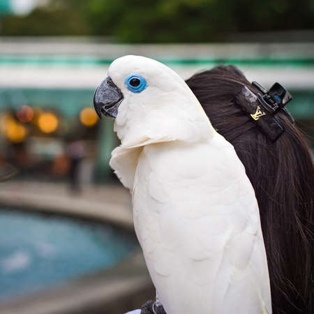Blue eye White parrot on top of a headの写真素材