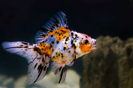 Five colored goldfish in a fish tank.