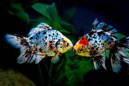 Five colored goldfish in a fish tank.の写真素材