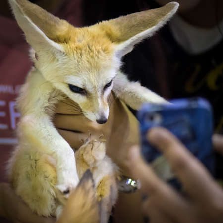 Selfie Fennec Foxの写真素材