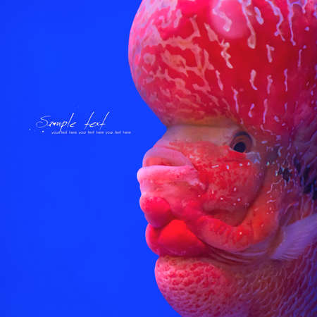 Close-op Flowerhorn Cichlid fish on blue background