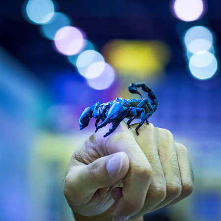 Bioluminescent scorpion under ultraviolet light grip on the hand of man.の写真素材