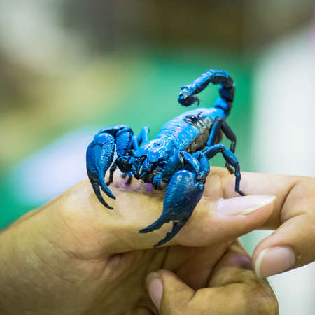 Bioluminescent scorpion under ultraviolet light grip on the hand of man.の写真素材
