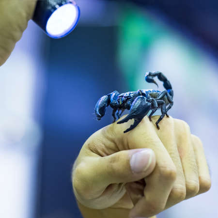Bioluminescent scorpion under ultraviolet light grip on the hand of man.の写真素材