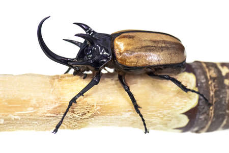 5-Horned Rhinoceros Beetle, Eupatorus gracilicornis beetle isolated on whiteの写真素材