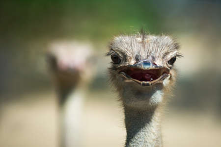 Ostrich Close-up