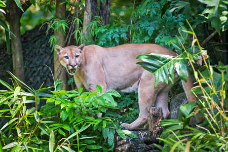 Mountain lion; puma prey on the staring twigs of the forest.の写真素材
