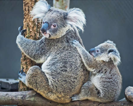 Thailand koala bear with her baby at the zoo.の写真素材