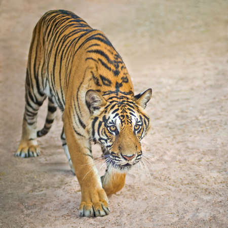 Young tiger walked towards the victim.