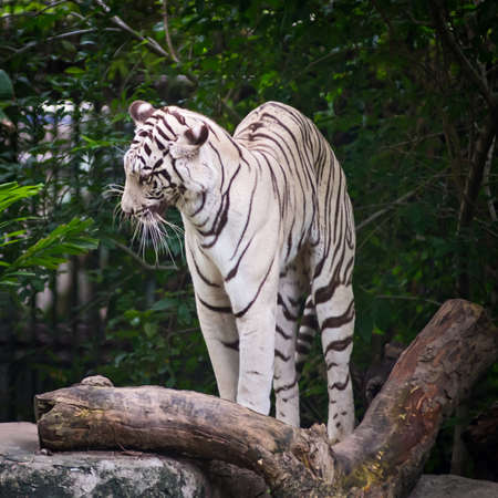 White Tiger, waking up then deflections stretch oneself.の写真素材