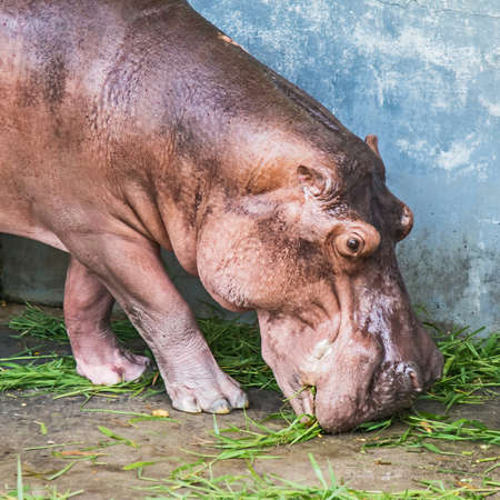 Hippopotamusの写真素材