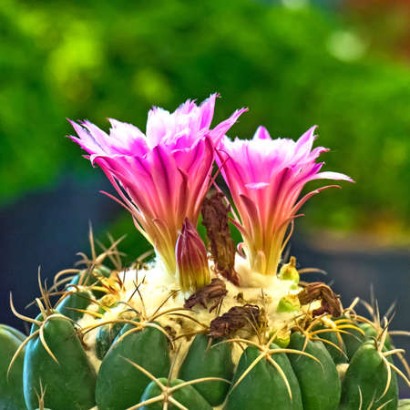 Close-up pink cactus flower.の写真素材