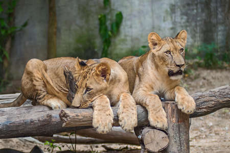 Two young Lions lying on the timber.の写真素材
