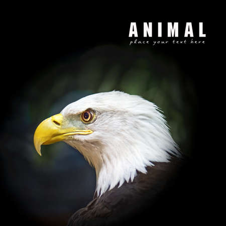 Picture of a beautiful and wild bald eagleの写真素材
