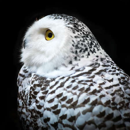 Snowy Owl isolated on black backgroundの写真素材