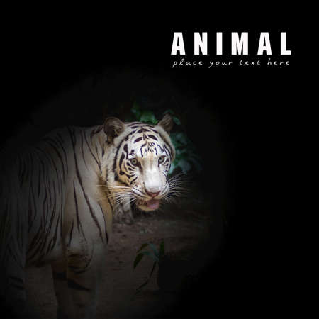White tiger (Panthera tigris)