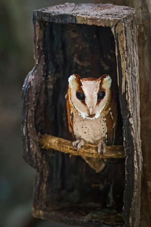 Owl perches its house in the zooの写真素材