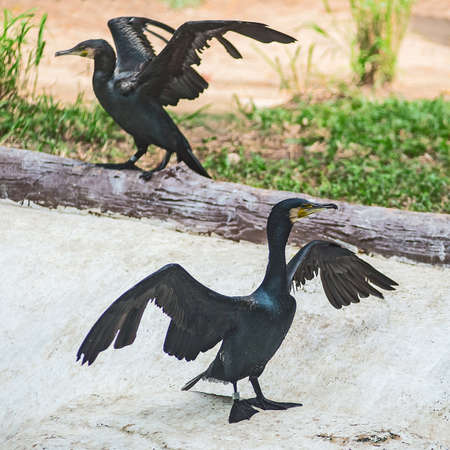 A Long-tailed Cormorant dries its wings in the sun.