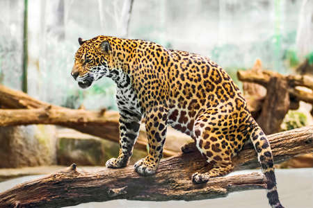 Leopard lying on tree branches,の写真素材