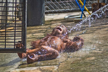 Bathing for orangutanの写真素材