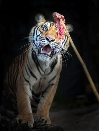 Feeding the tigerの写真素材