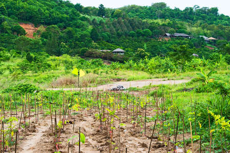 Love and protect nature. Nurturing young plant seedling. Growing tree. Agriculture. Reforestation. Save the worldの写真素材