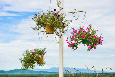A hanging basket of pink trailing petunias.の写真素材