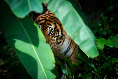 Tiger hiding behind banana leaf and attack.