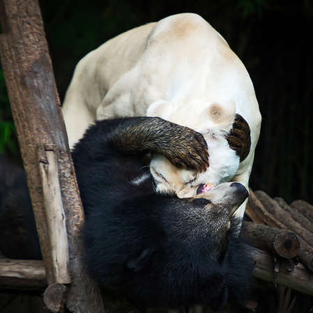 Bear and white lion. dear friends, different varieties.の写真素材