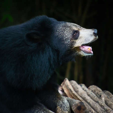 Malayan sun bear.の写真素材