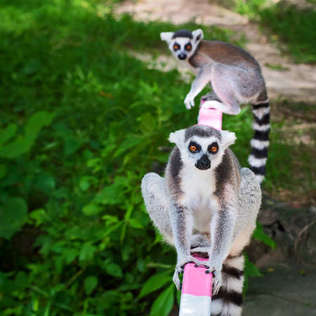 Ring-tailed lemur (Lemur catta)